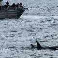 orcas