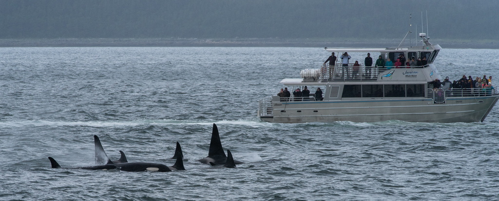 201806 Alaska-313 orcas.jpg
