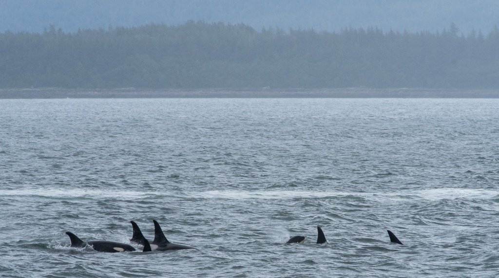 201806 Alaska-314 orcas.jpg