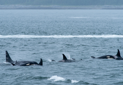 orcas