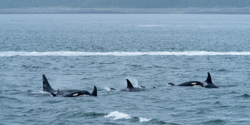 201806 Alaska-317 orcas.jpg