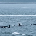 orcas