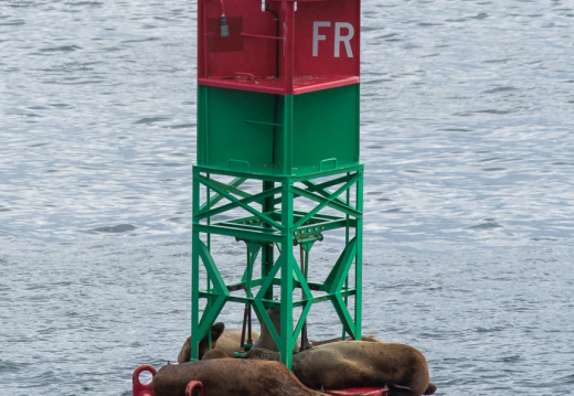sea lions