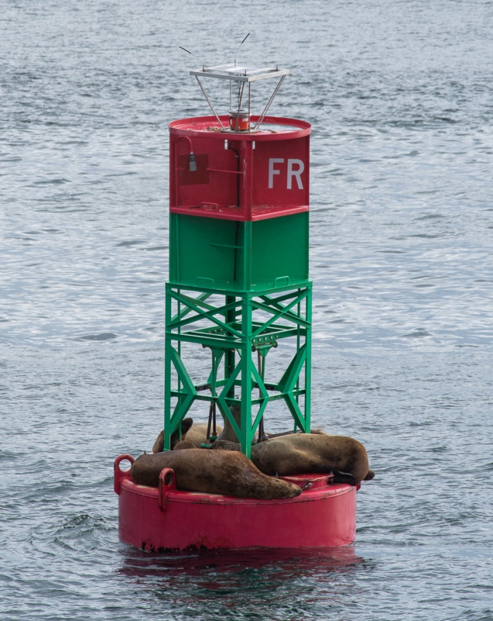 201806 Alaska-323 sea lions.jpg