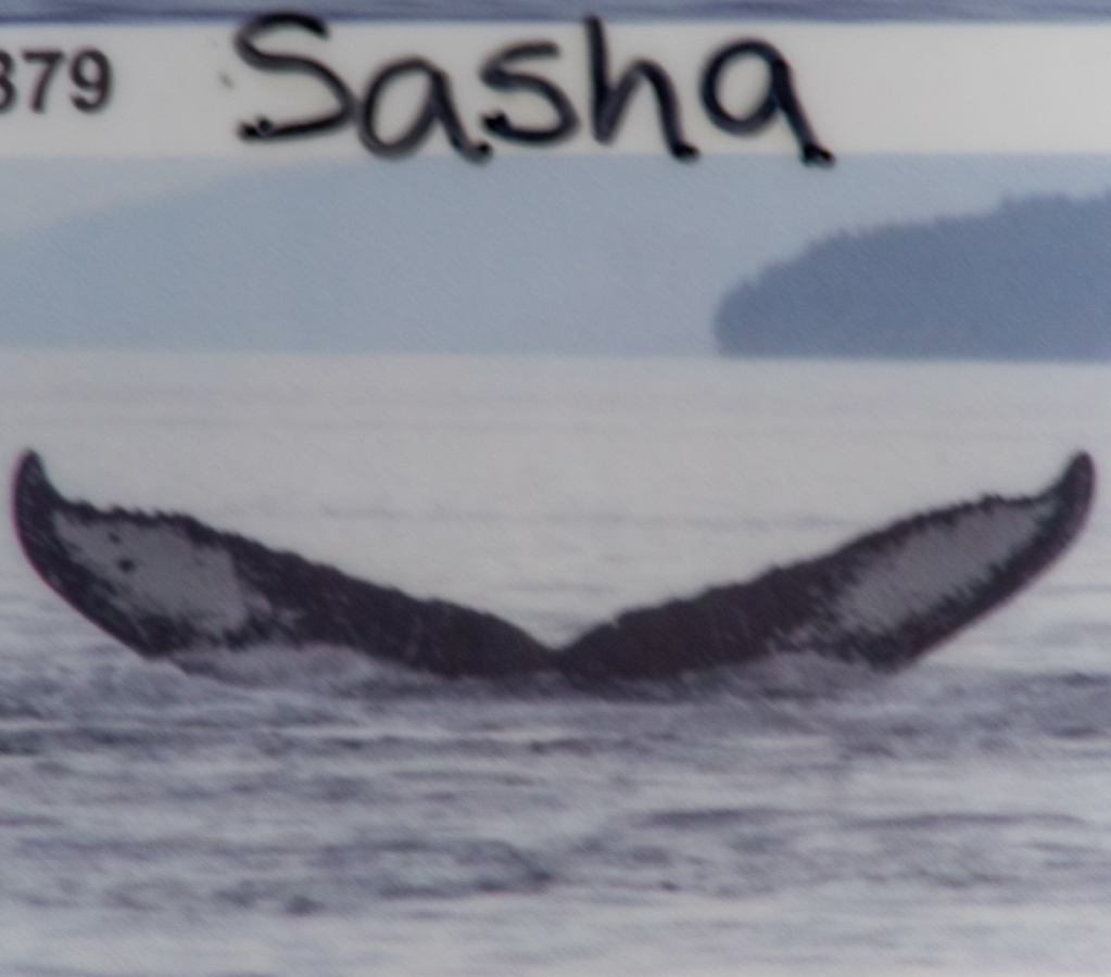 name of whale we saw
