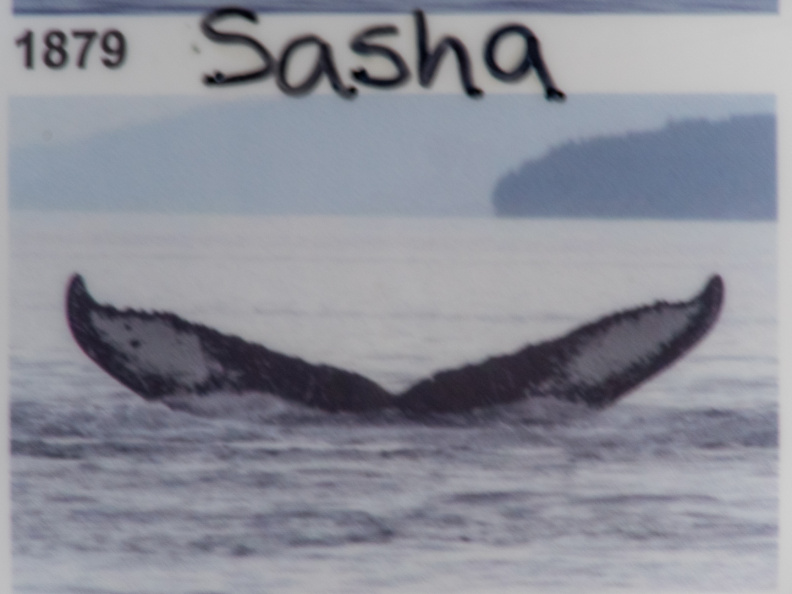 name of whale we saw