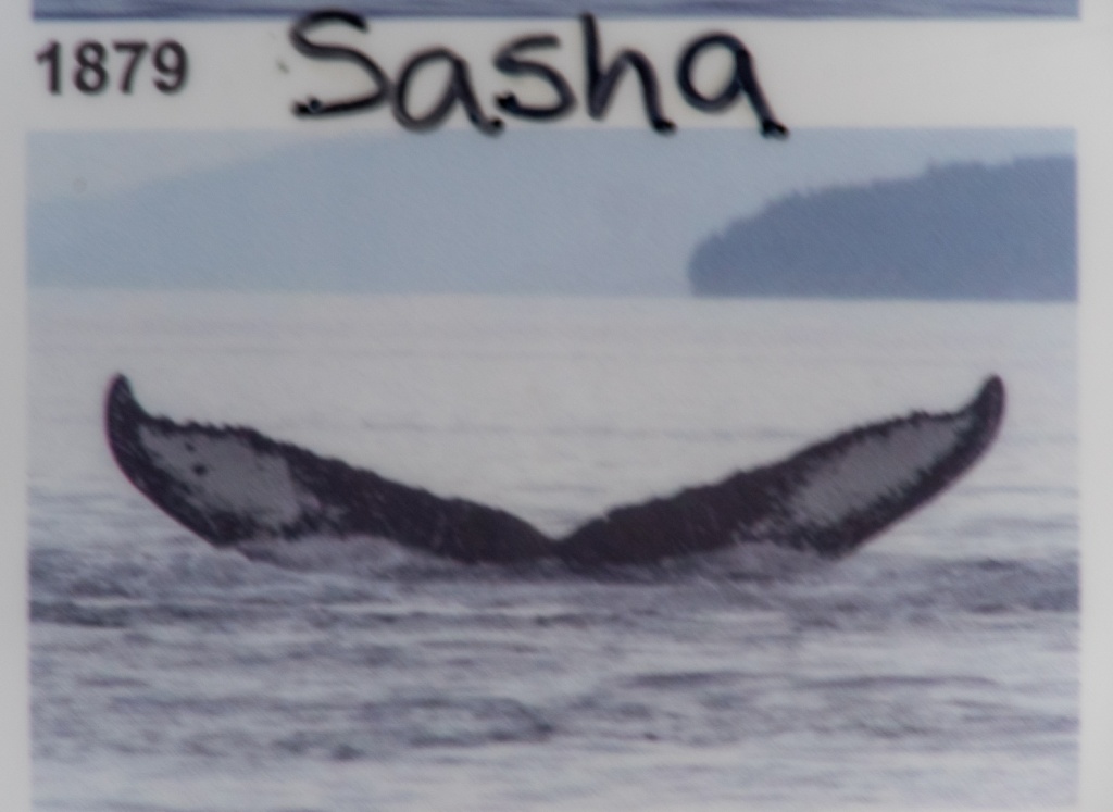 201806 Alaska-326 name of whale we saw.jpg