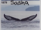 name of whale we saw