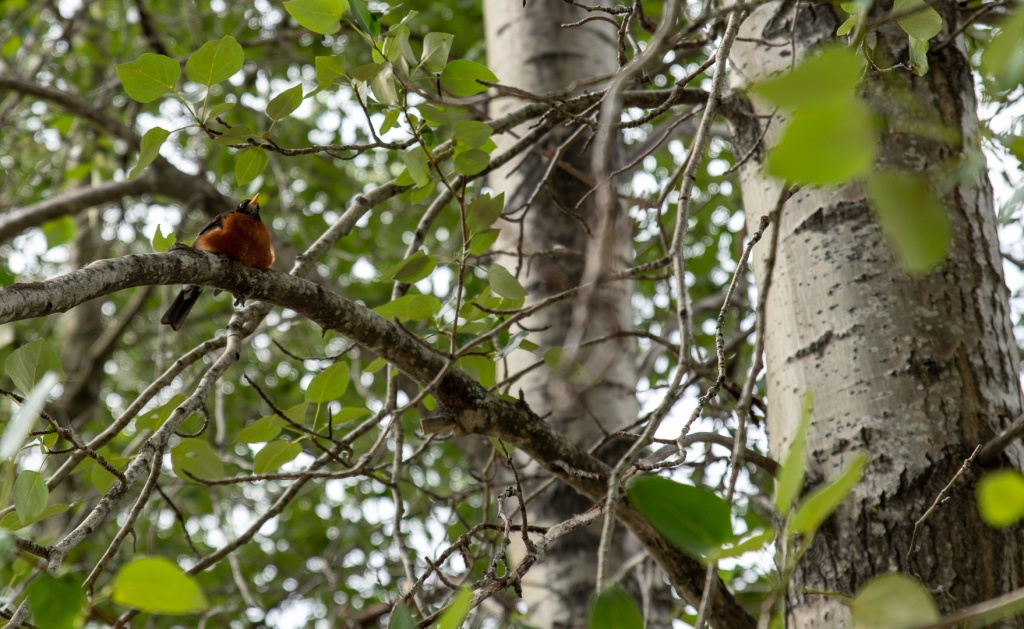 201806 Alaska-375 fat bird.jpg