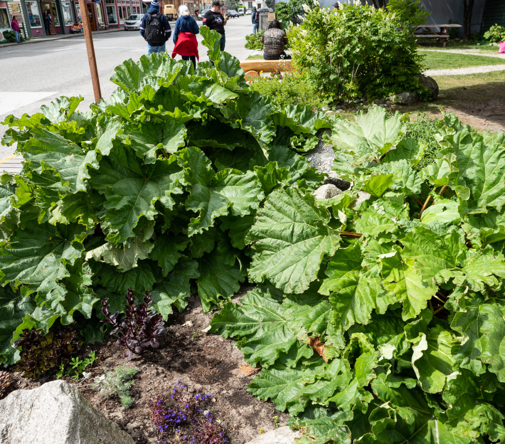 wild rhubarb