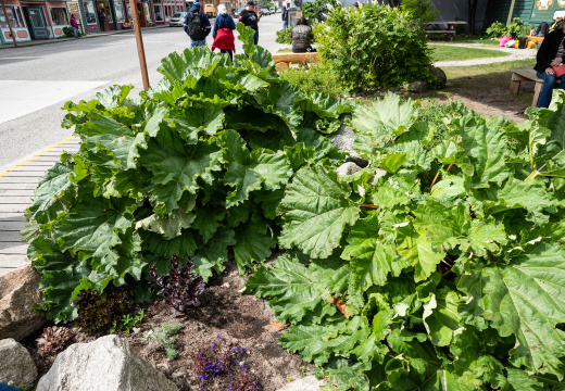 wild rhubarb