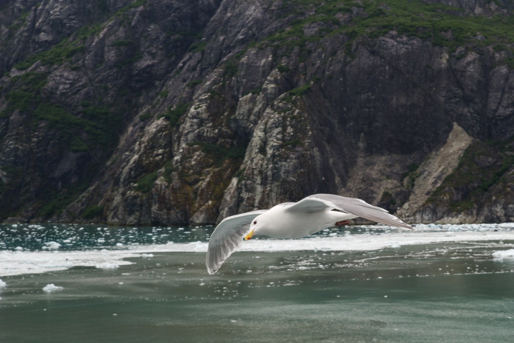 201806 Alaska-469 seagull.jpg