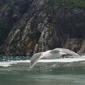 seagull