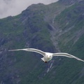 seagull