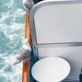 seagulls on balconies