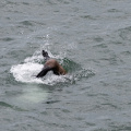 sea lion