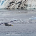 seagull
