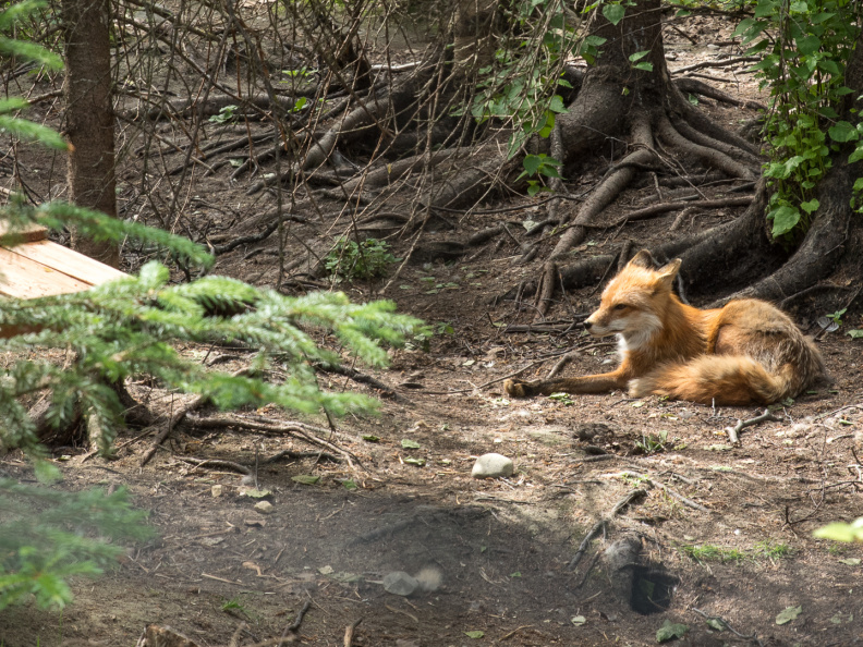 red fox