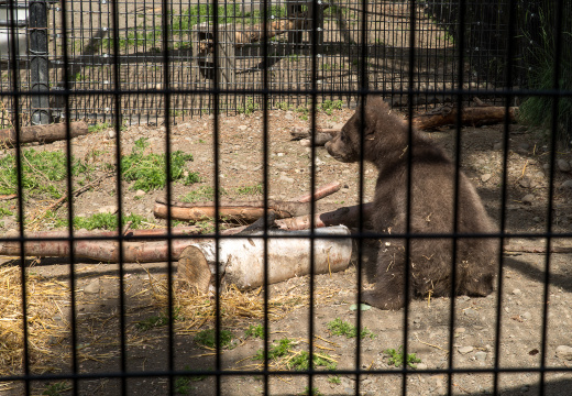 bear cub