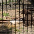 bear cub