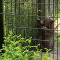 bear cub