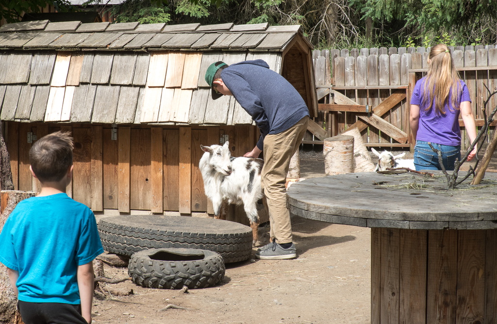 201806 Alaska-573 goat in petting zoo.jpg