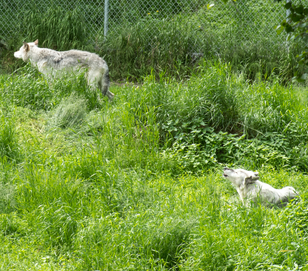 gray wolves
