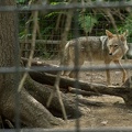 coyote