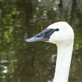 trumpeter swan