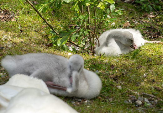 cygnets