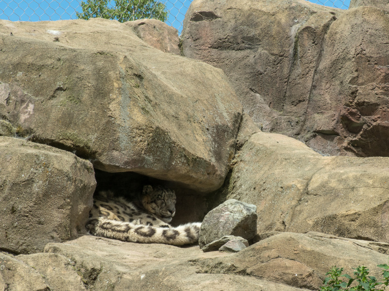 snow leopard