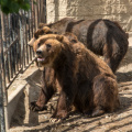 brown bears