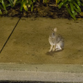 Rabbit on SSR sidewalk