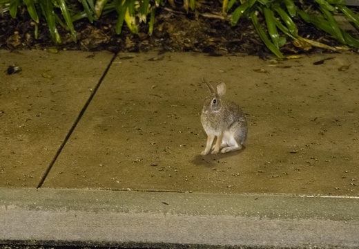 Rabbit on SSR sidewalk