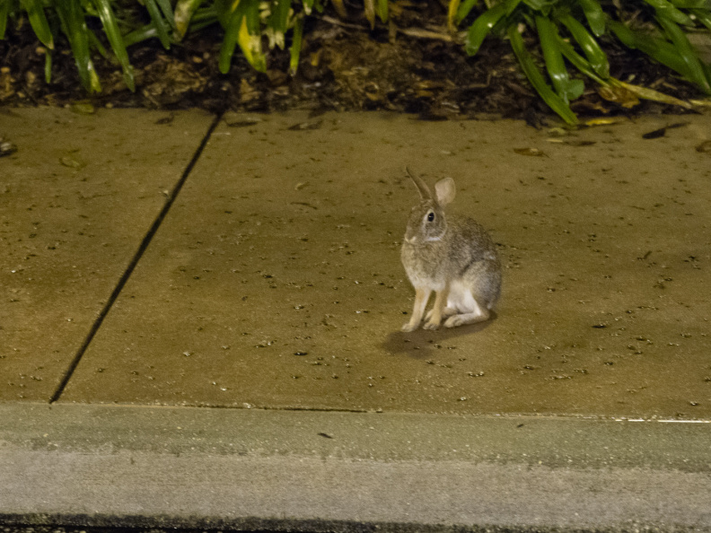 Rabbit on SSR sidewalk