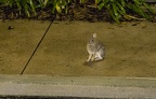 Rabbit on SSR sidewalk