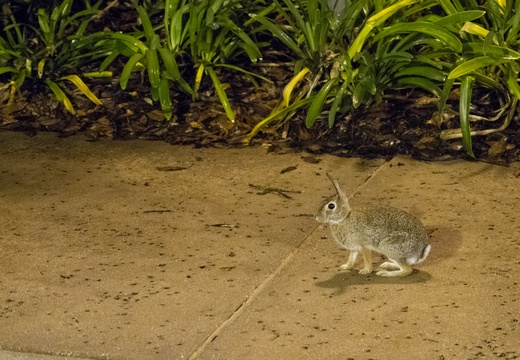 Rabbit on SSR sidewalk