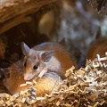 Spiny mice