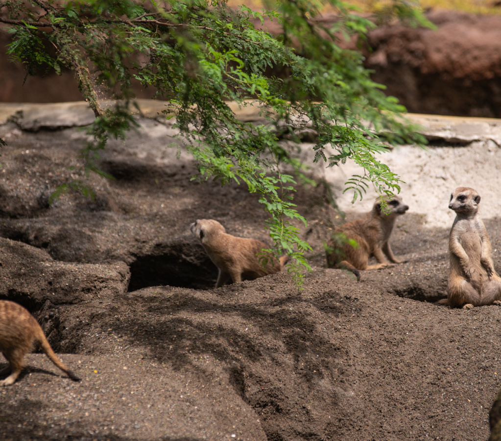 Meerkats