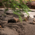 Meerkats