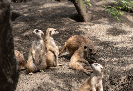 Meerkats