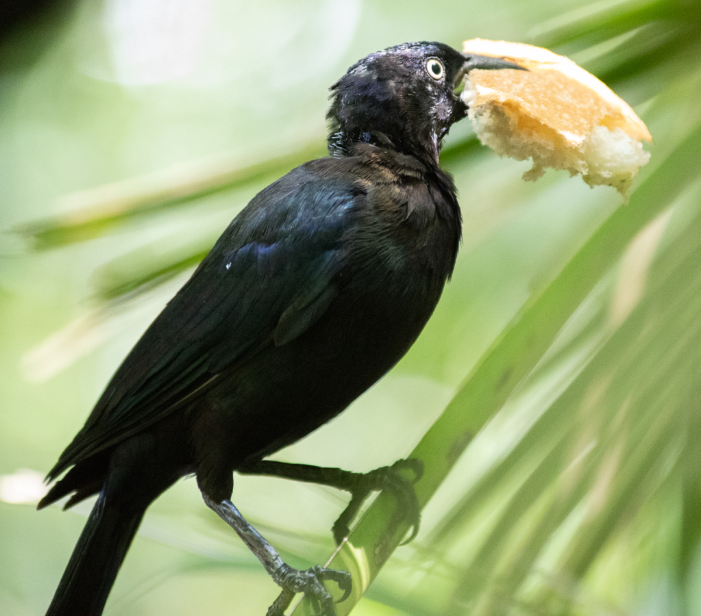 Bird with big piece of bread