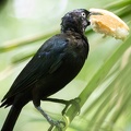 Bird with big piece of bread