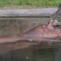 Hippos