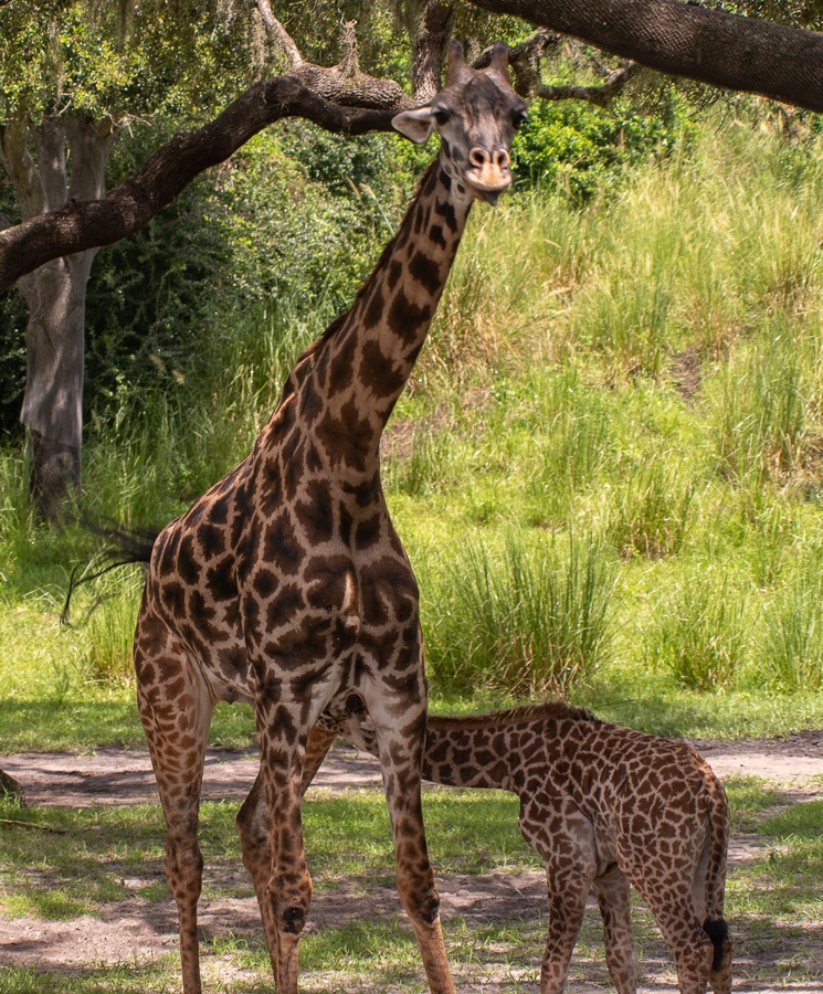 WDW201808-168 Baby giraffe Aella.jpg