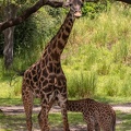 Baby giraffe Aella