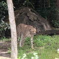 Cheetah