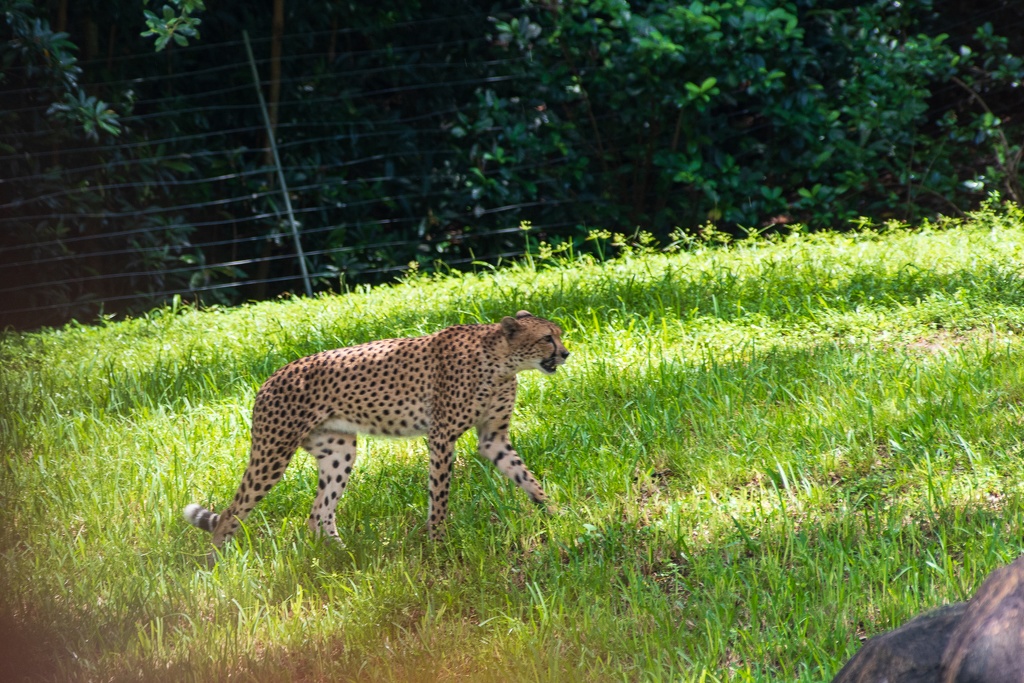 WDW201808-170 Cheetah.jpg
