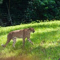 Cheetah