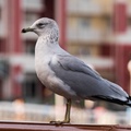Boardwalk birds